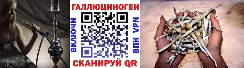 Псилоцибиновые грибы Psilocybe  как найти   Пермь 